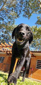 A cheerful dog owner watching their black and gold-themed pooper scooper team cleaning a sunny backyard.