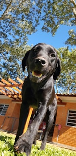 A happy black dog walks towards the camera on a sunny day. The dog is in a yard with green grass, surrounded by trees and a brick building. The sky is clear and blue, and the lighting suggests a bright and cheerful atmosphere.