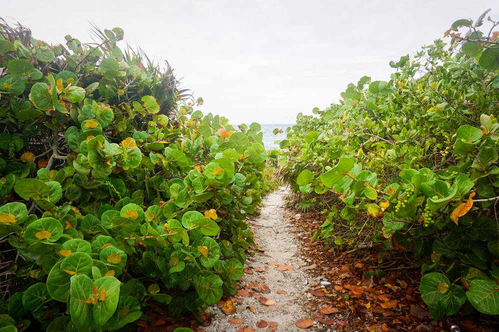 Plantes vertes sur un chemin de terre brun pendant la journée