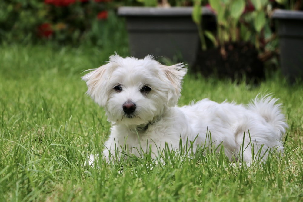 petit chien à poil long blanc sur le champ d’herbe verte pendant la journée