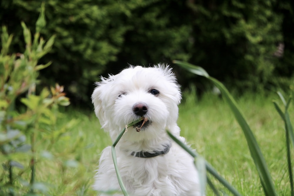 昼間の緑の芝生の上の白いロングコートの小型犬