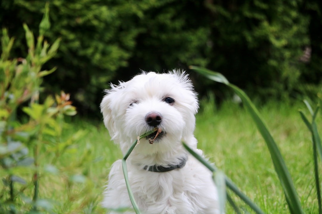 Maintaining the Health and Happiness of Maltese Dogs: Common Issues and Proactive Care