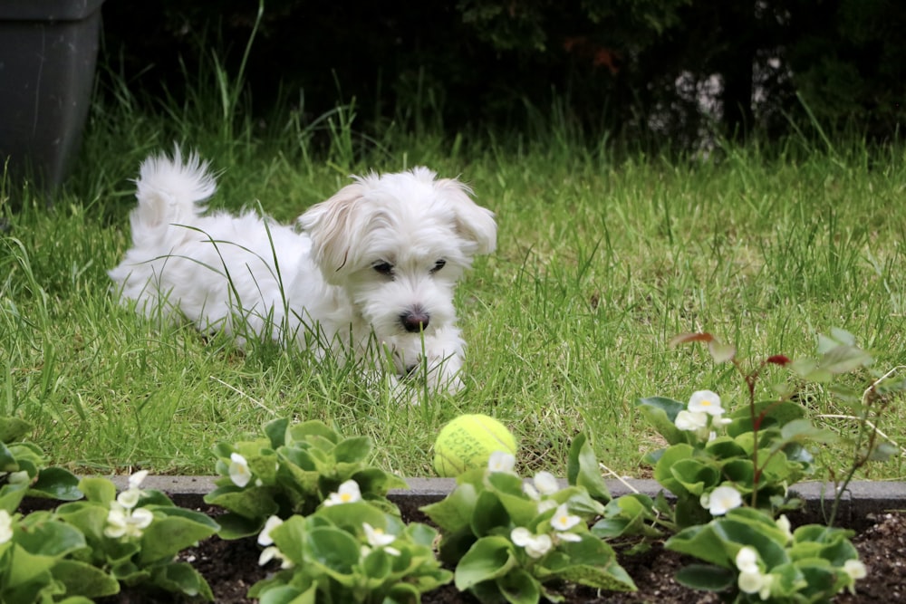 푸른 잔디밭에 흰색 긴 코트 작은 개
