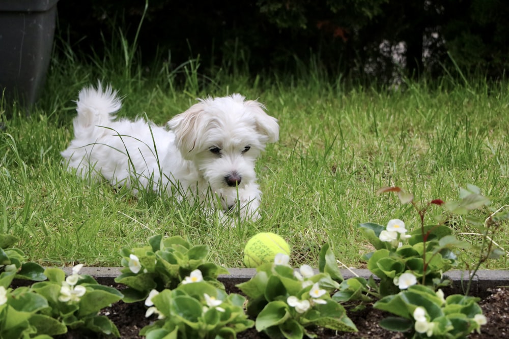 white long coat small dog on green grass field