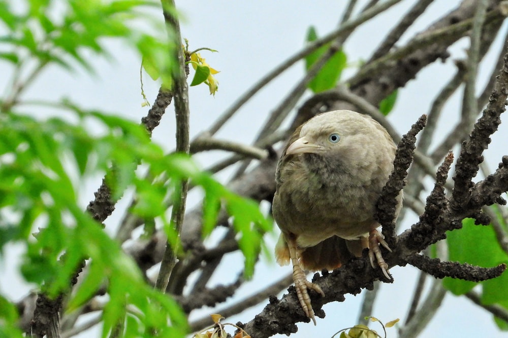 brown bird on tree branch during daytime