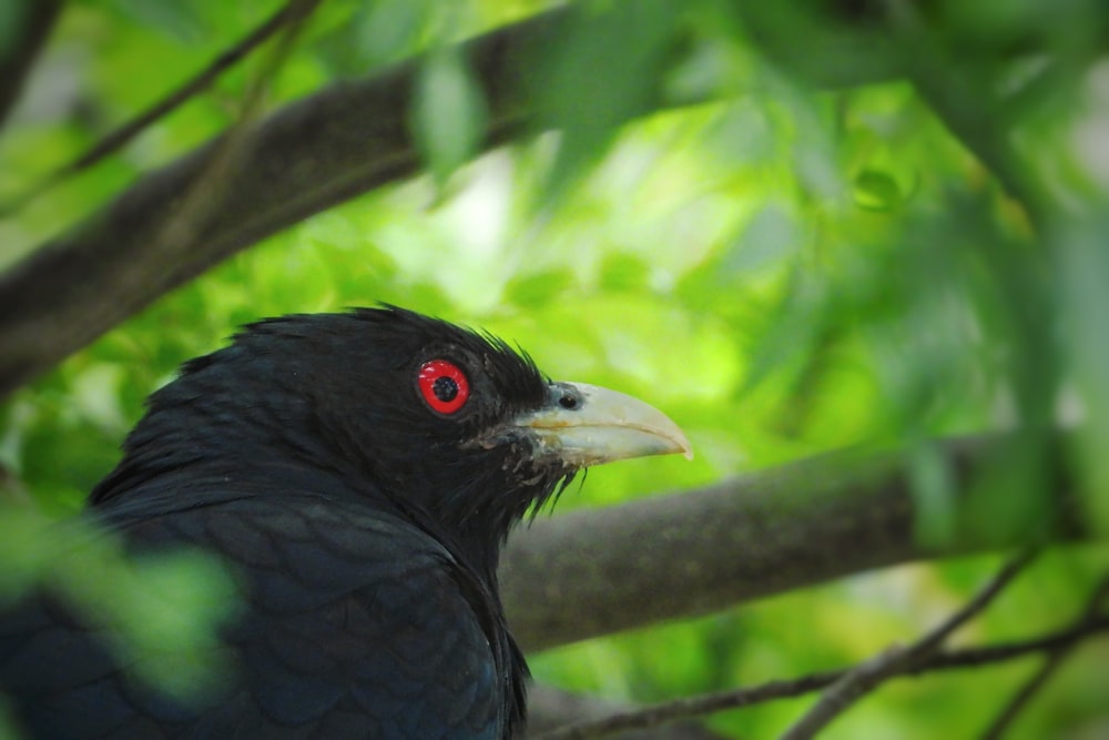 black bird on tree branch during daytime