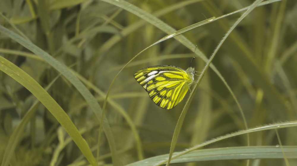 borboleta amarela e preta empoleirada na planta verde