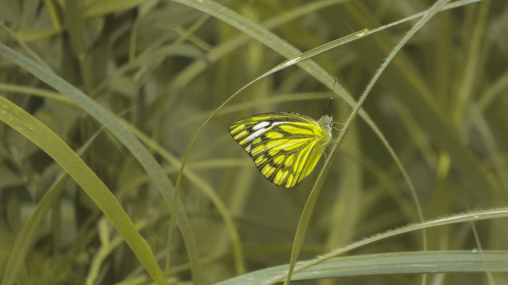 mariposa amarilla y negra posada en planta verde