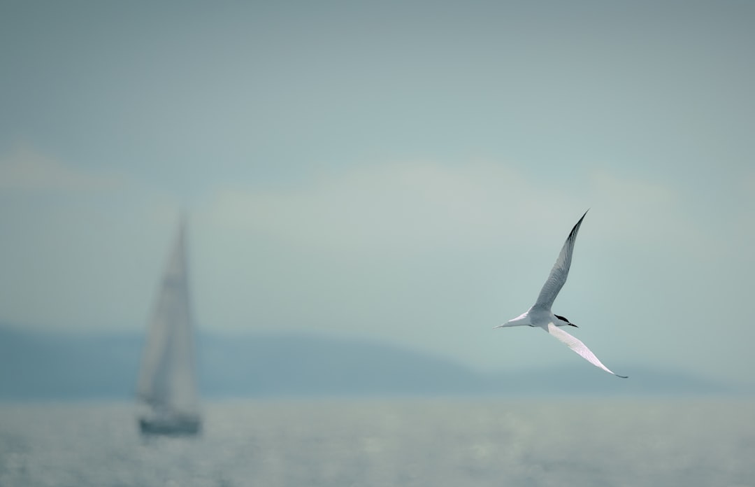 white bird flying over the sea