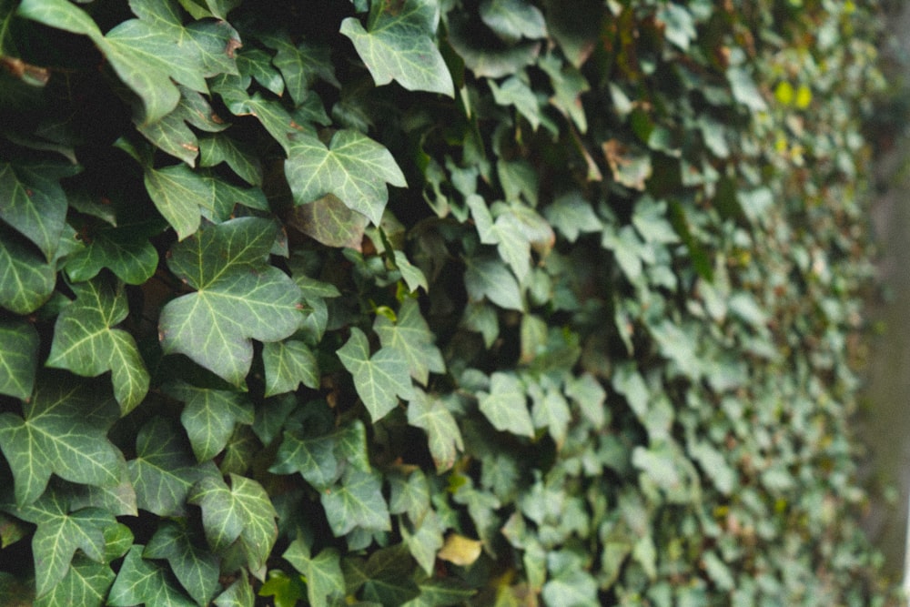 green leaves on gray concrete wall