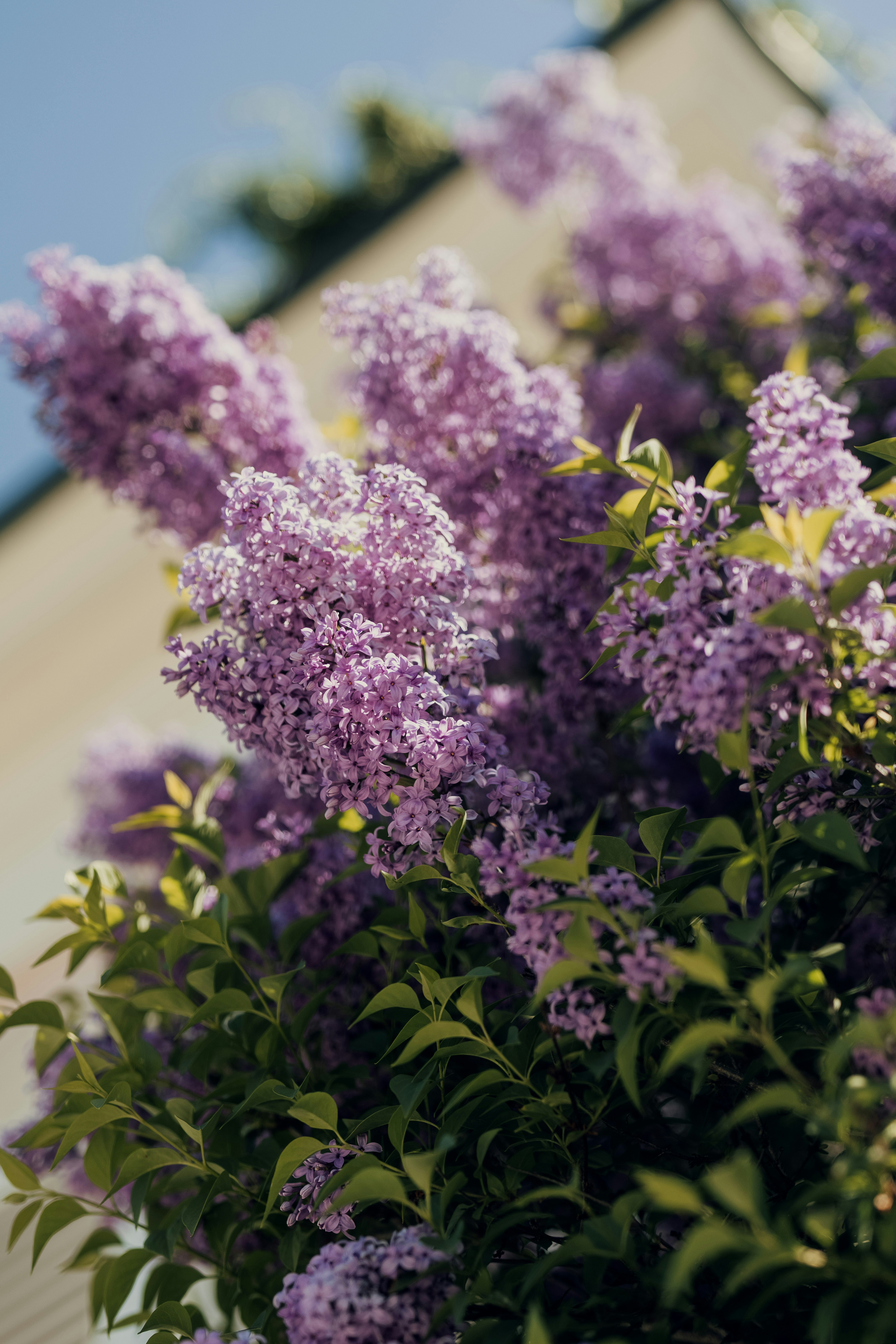 purple flowers in tilt shift lens