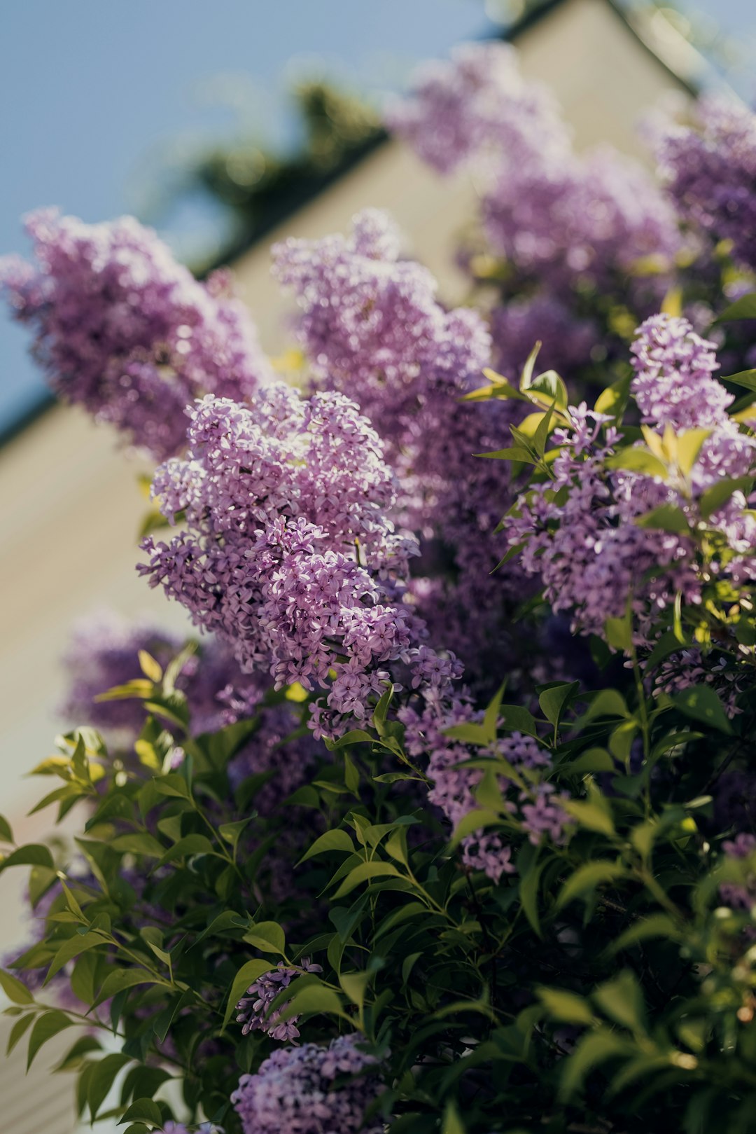 purple flowers in tilt shift lens