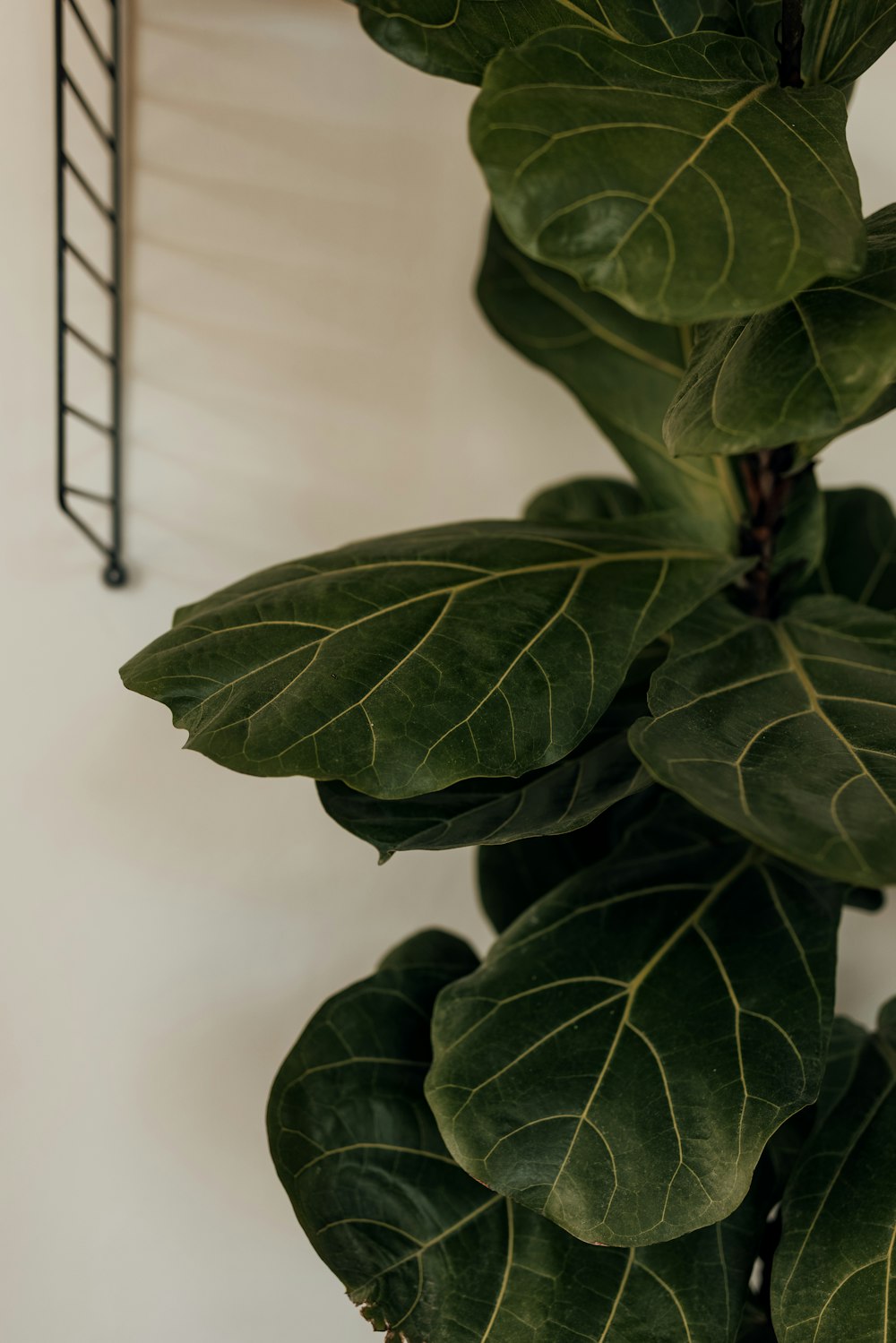 green leaves in white room