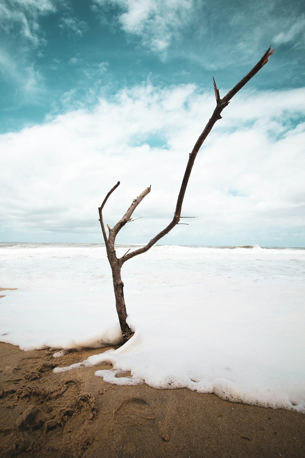 leafless tree on white snow covered ground near body of water during daytime