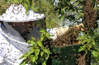 A beekeeper wearing protective clothing, including a white suit and a mesh hat, is managing a swarm of bees on a tree branch. The bees are clustered around the beekeeper’s gloved hand and are also seen flying around. The background has green leaves and indicates a natural outdoor setting.