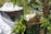 A beekeeper wearing protective clothing, including a white suit and a mesh hat, is managing a swarm of bees on a tree branch. The bees are clustered around the beekeeper’s gloved hand and are also seen flying around. The background has green leaves and indicates a natural outdoor setting.