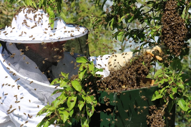 A beekeeper wearing protective clothing, including a white suit and a mesh hat, is managing a swarm of bees on a tree branch. The bees are clustered around the beekeeper’s gloved hand and are also seen flying around. The background has green leaves and indicates a natural outdoor setting.