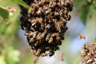 A cluster of bees forming a large swarm on a garden fence