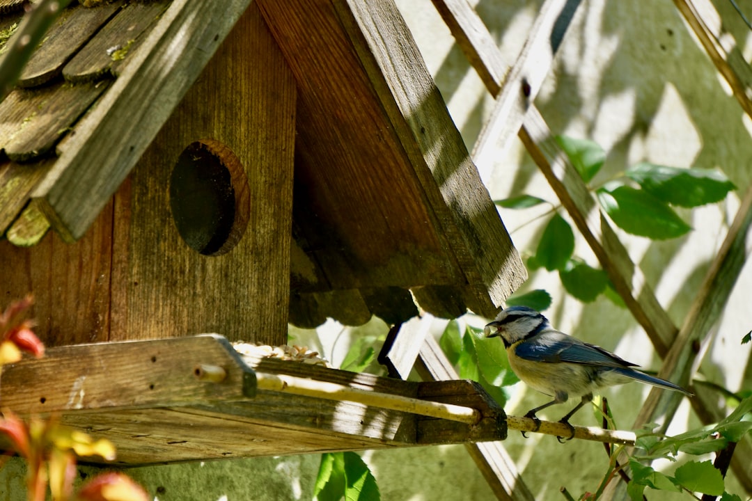 blue and white bird on brown wooden bird house