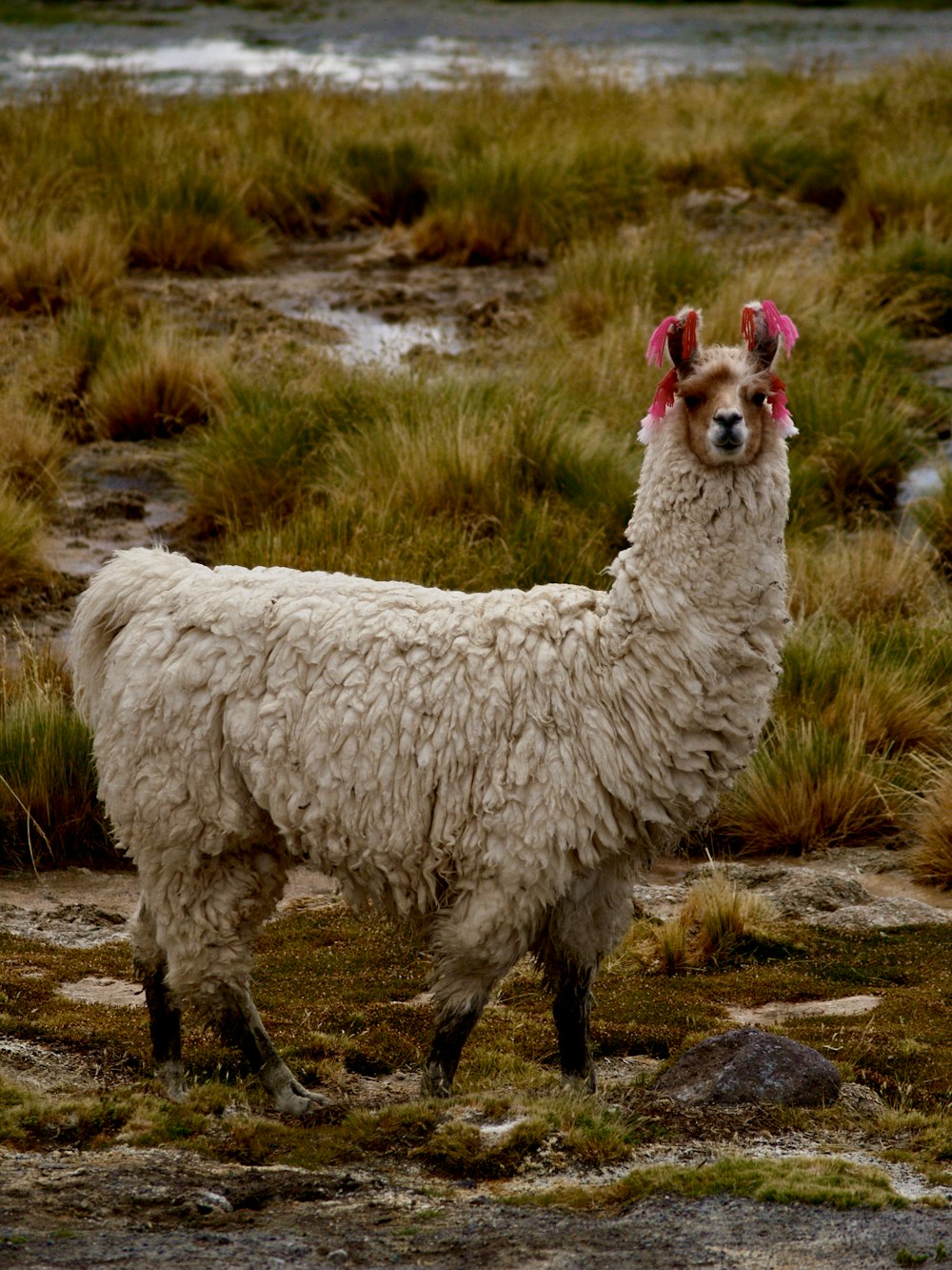 white sheep on green grass field during daytime