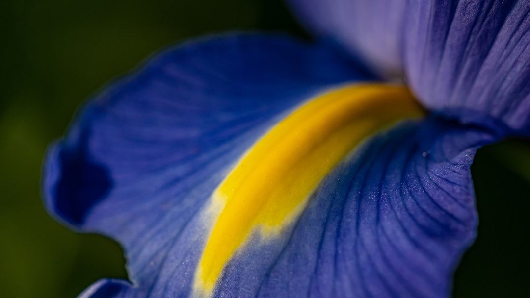 purple and yellow flower in macro shot