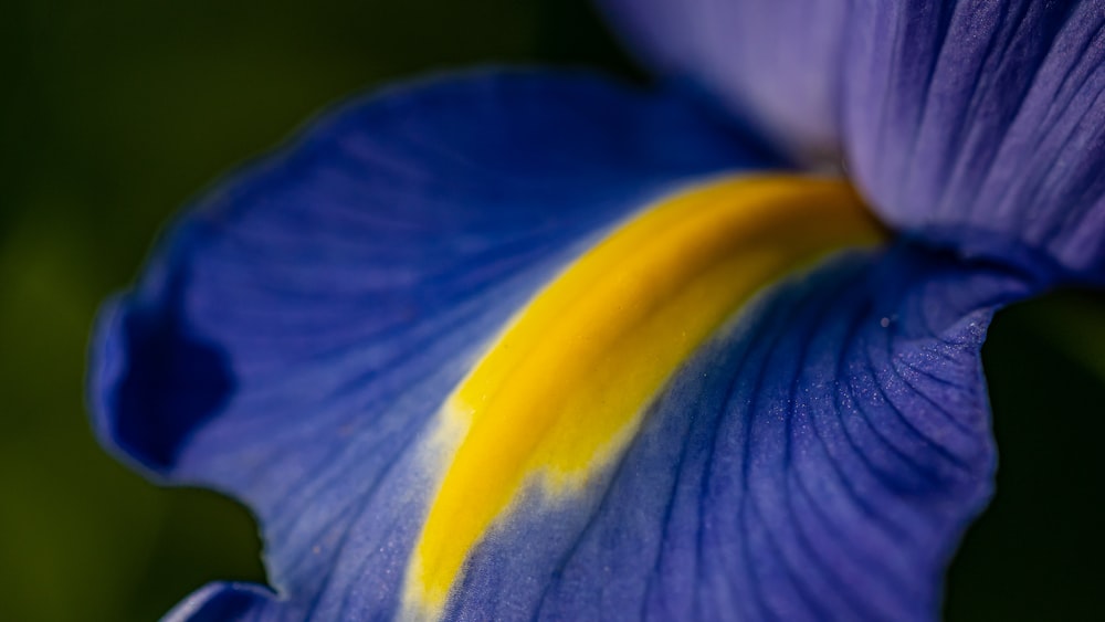 Lila und gelbe Blume in Makroaufnahme