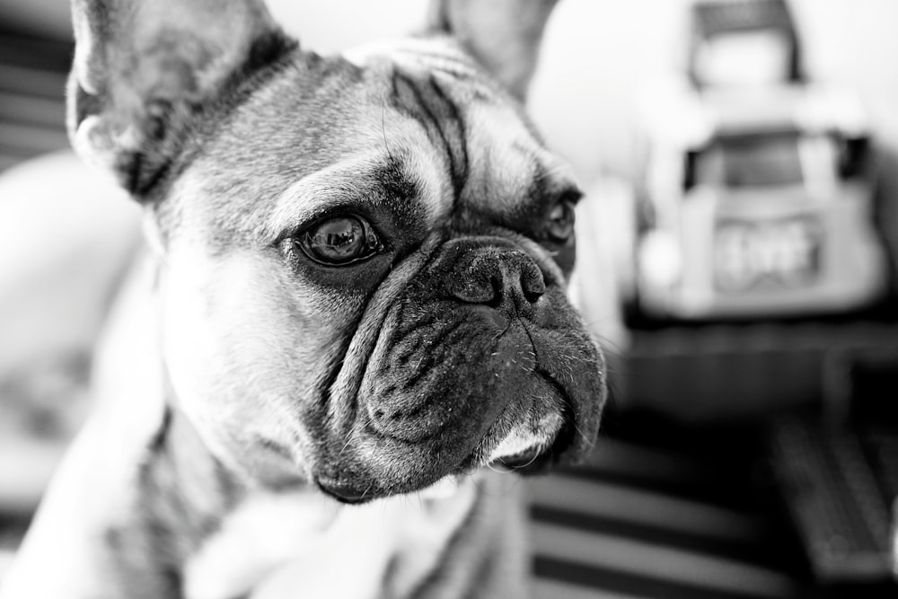 Black And White Dog Pictures | Download Free Images on Unsplash