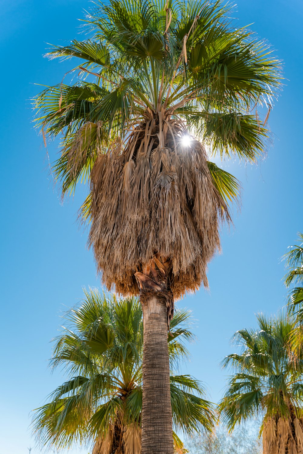 green palm tree under blue sky during daytime