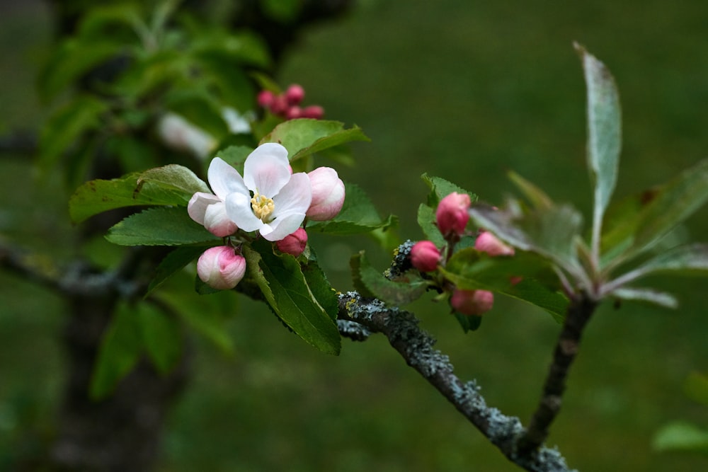 flor branca e rosa na lente tilt shift