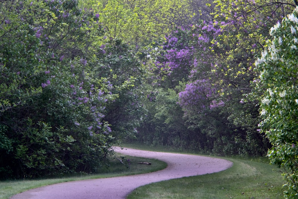 green trees beside gray road