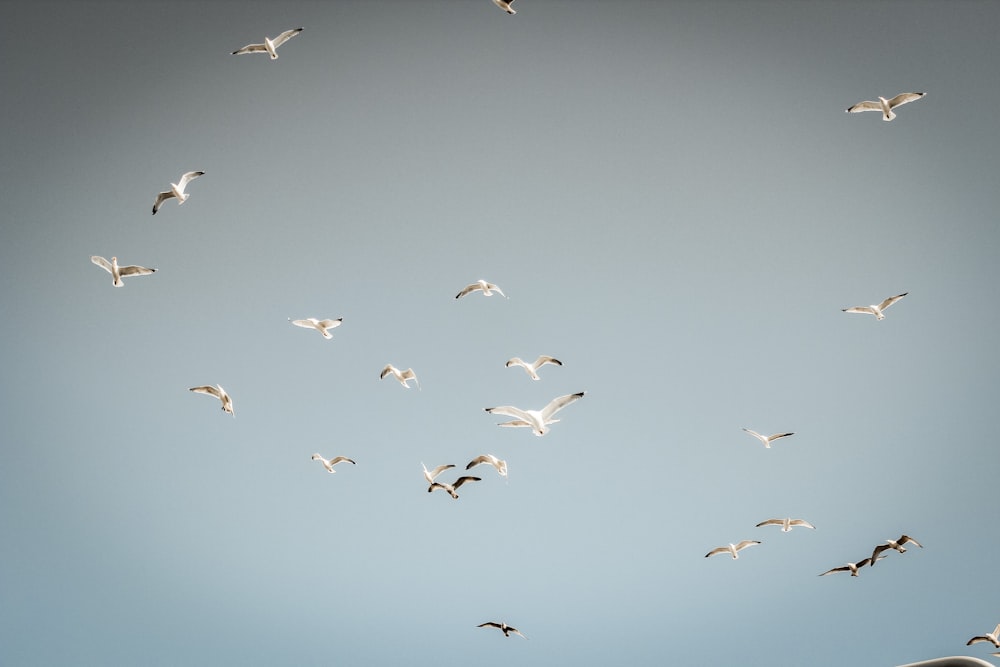 flock of birds flying under blue sky during daytime