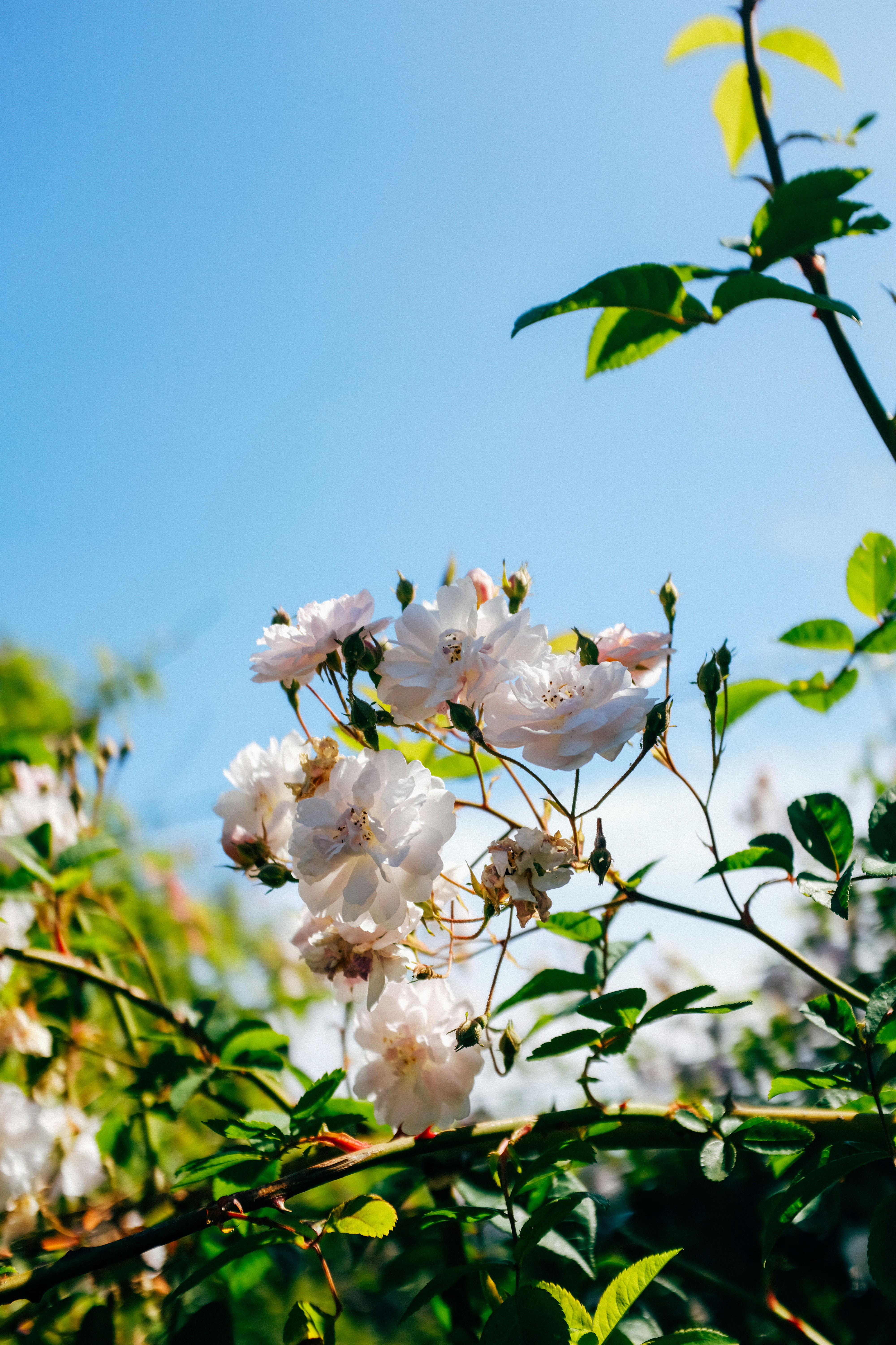 Photo by adrienolichon