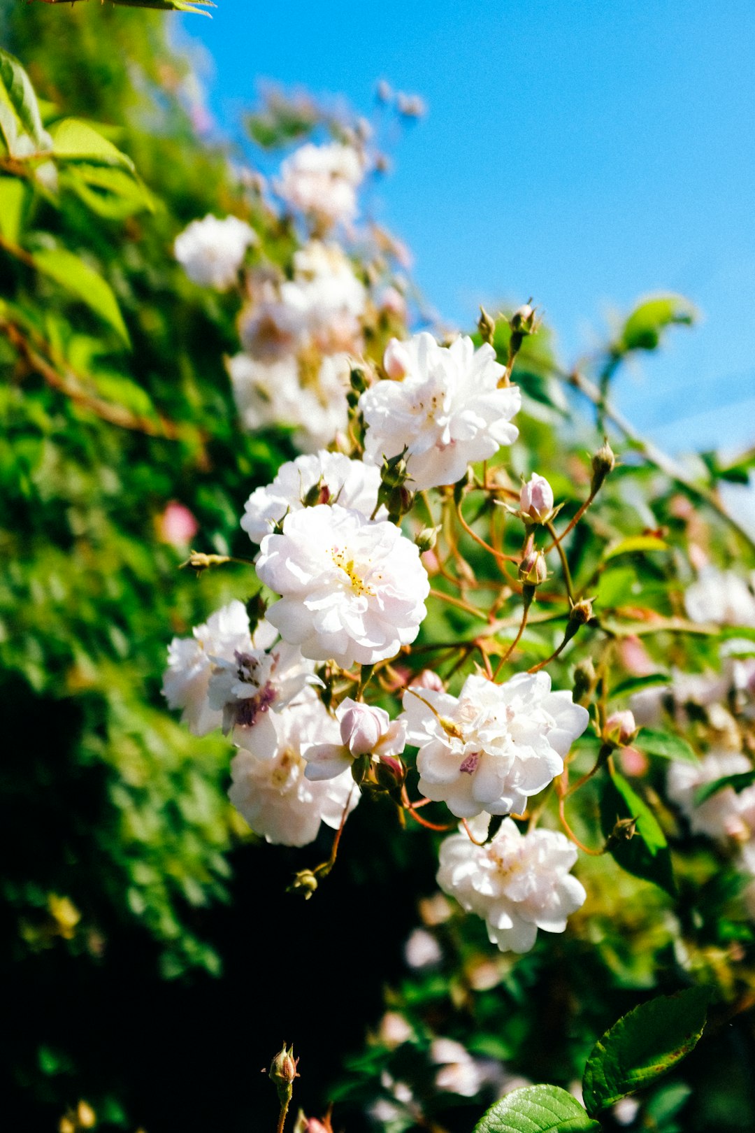 white cherry blossom in close up photography