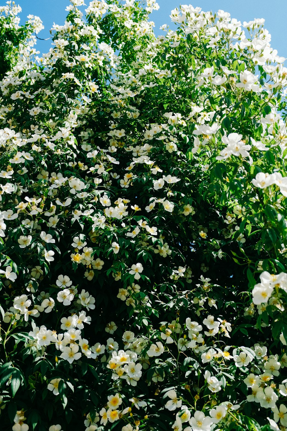 昼間の緑の芝生に白い花