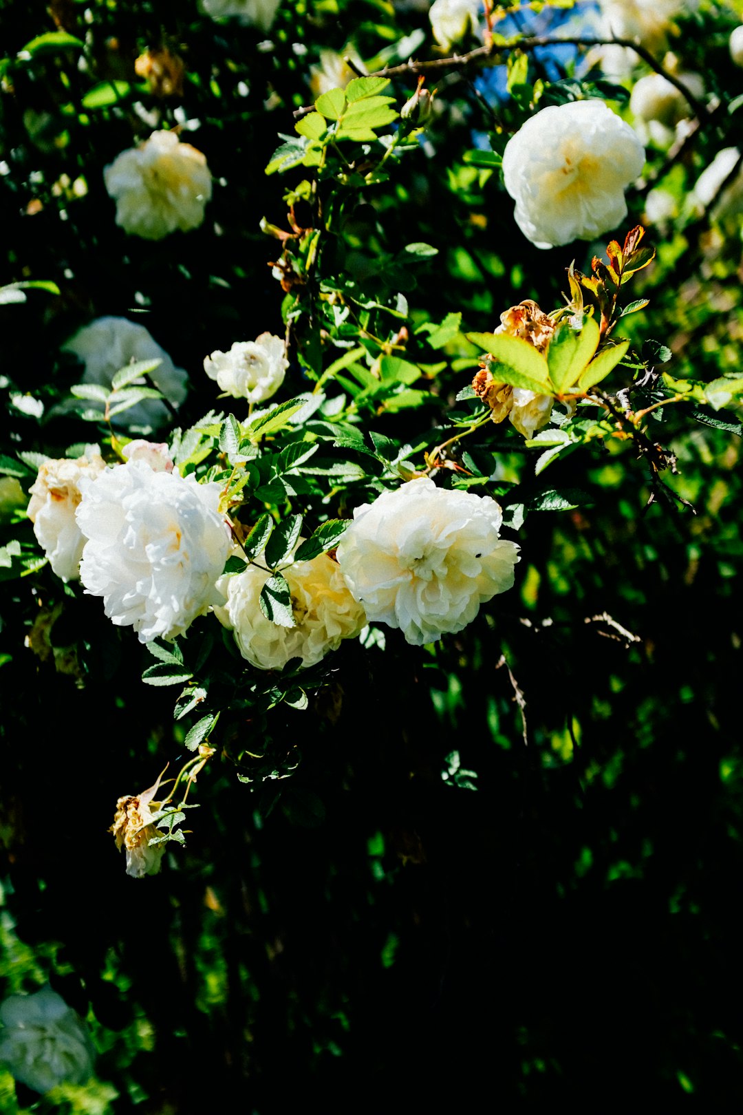 white flowers with green leaves