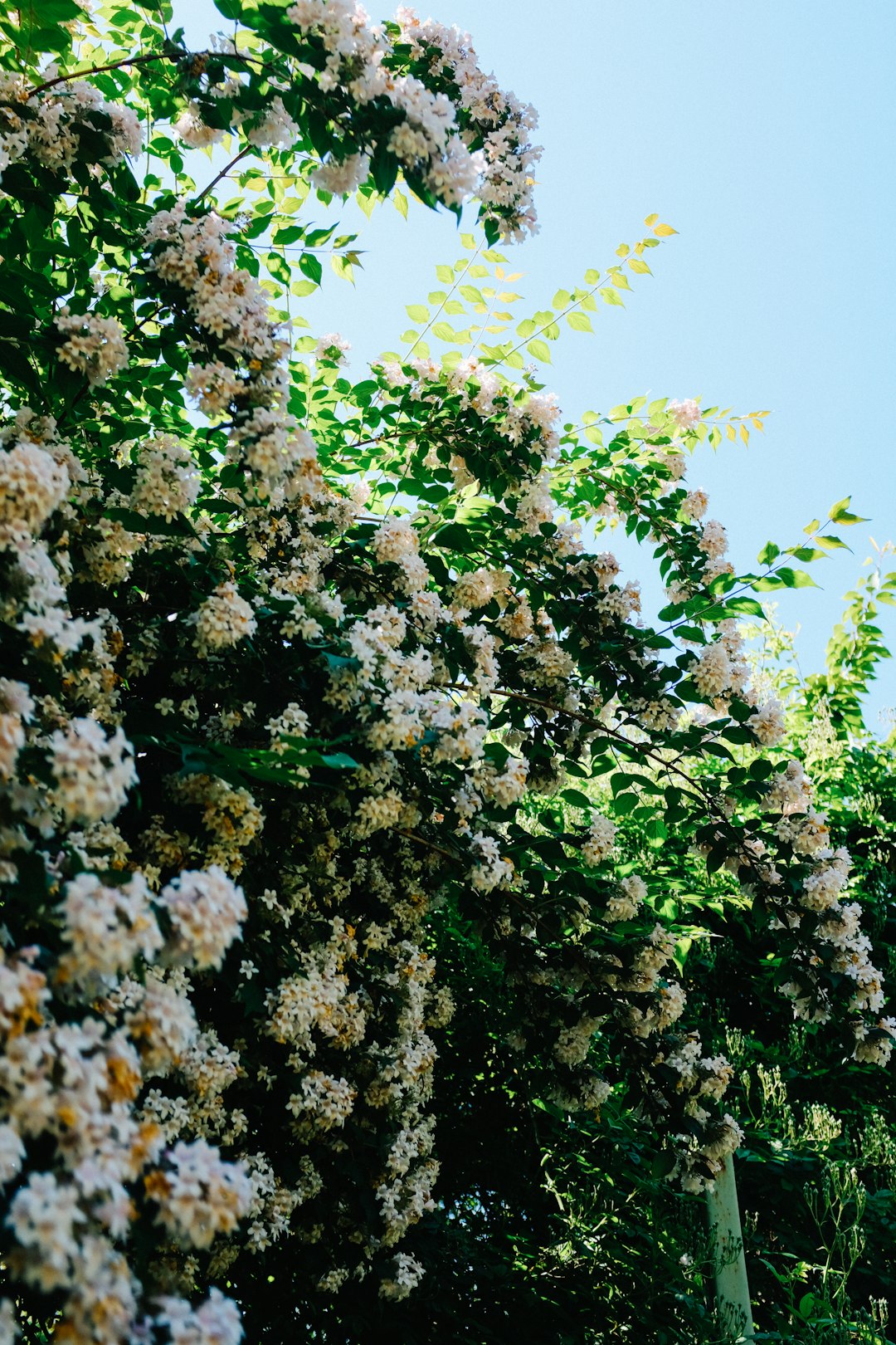 white and green flower under blue sky during daytime