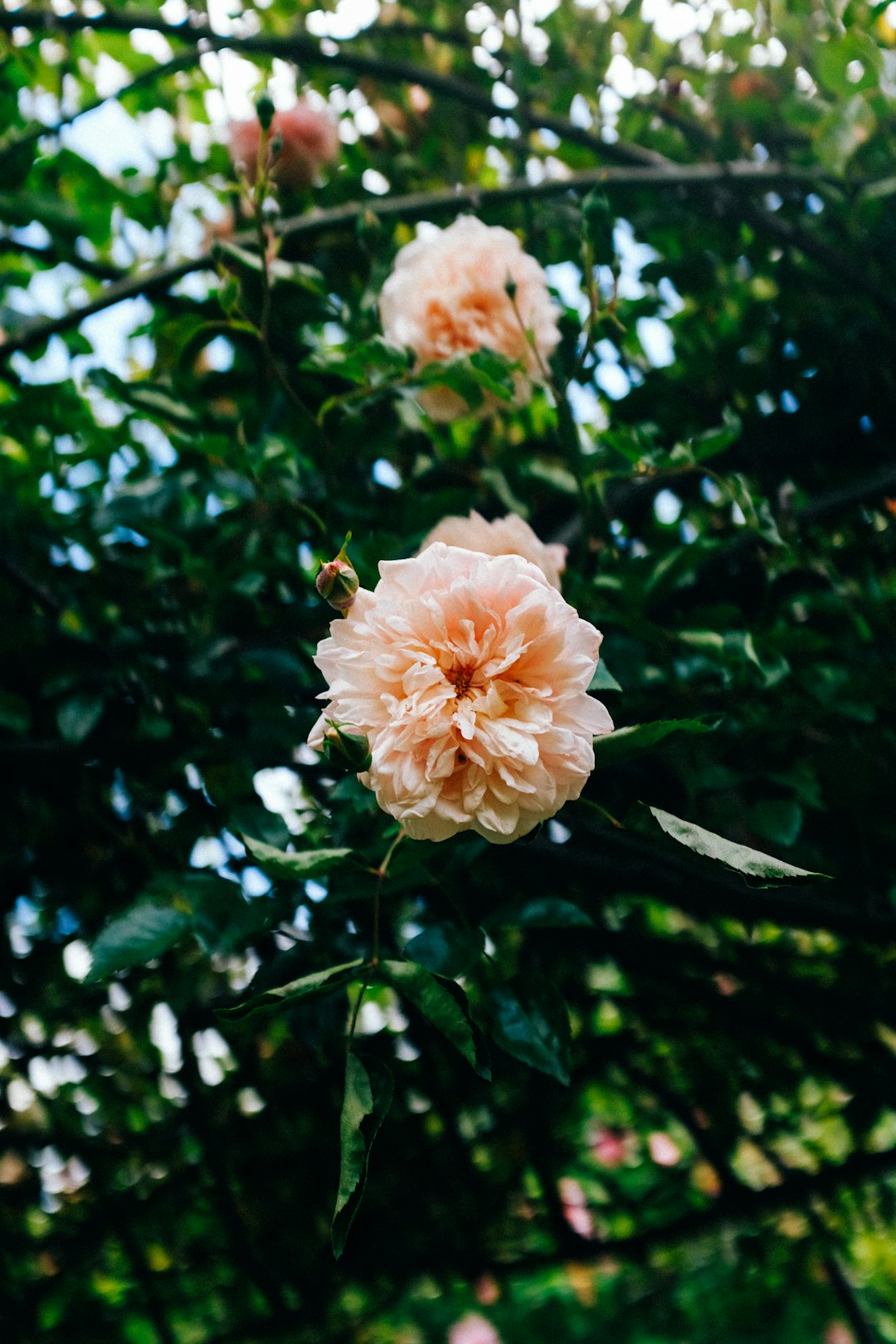 pink and white flower in tilt shift lens