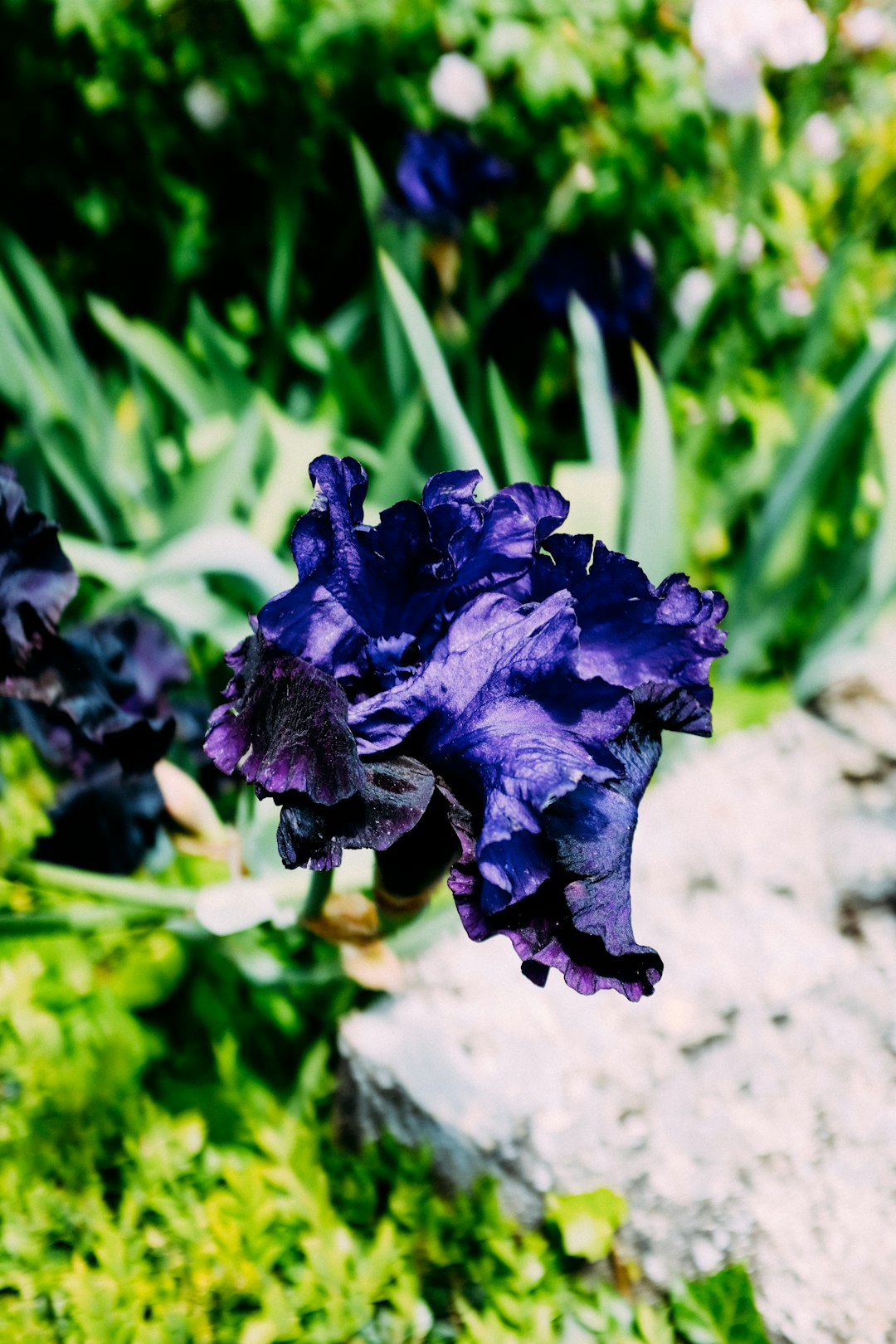 black flower in tilt shift lens