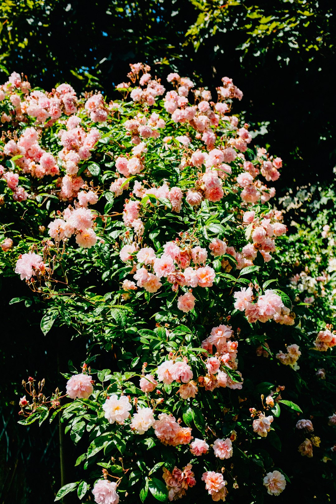 pink and white flowers with green leaves