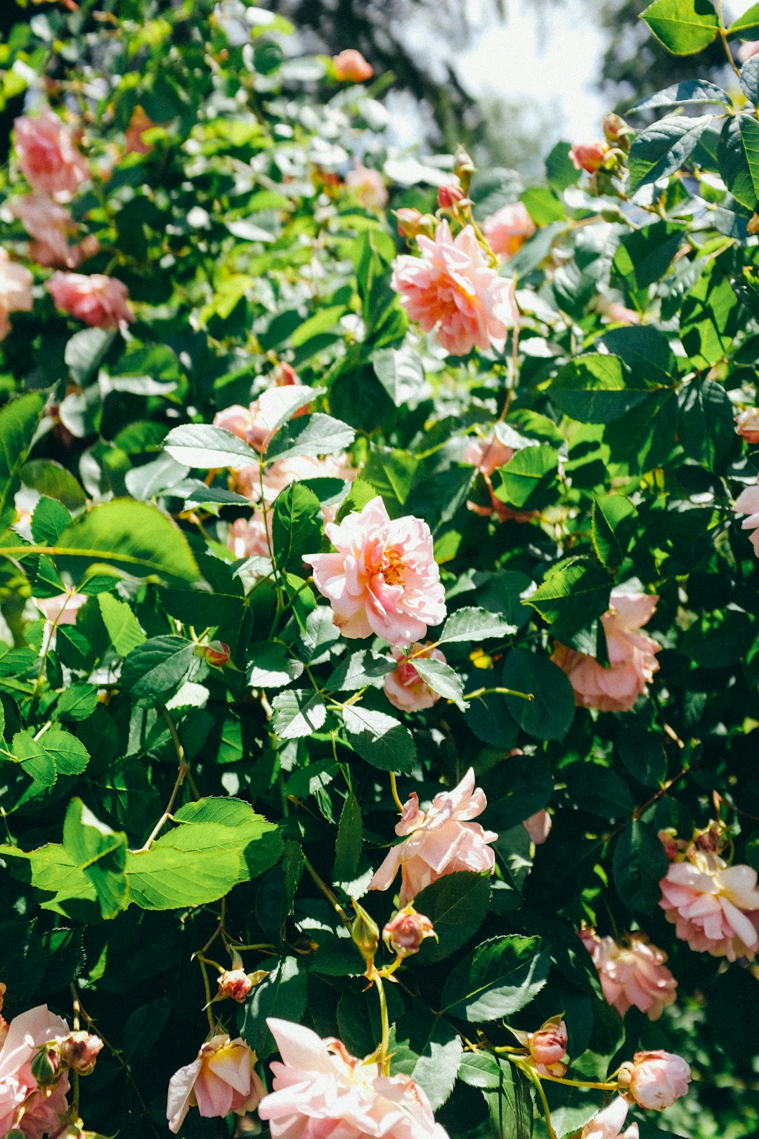 white and pink flowers with green leaves