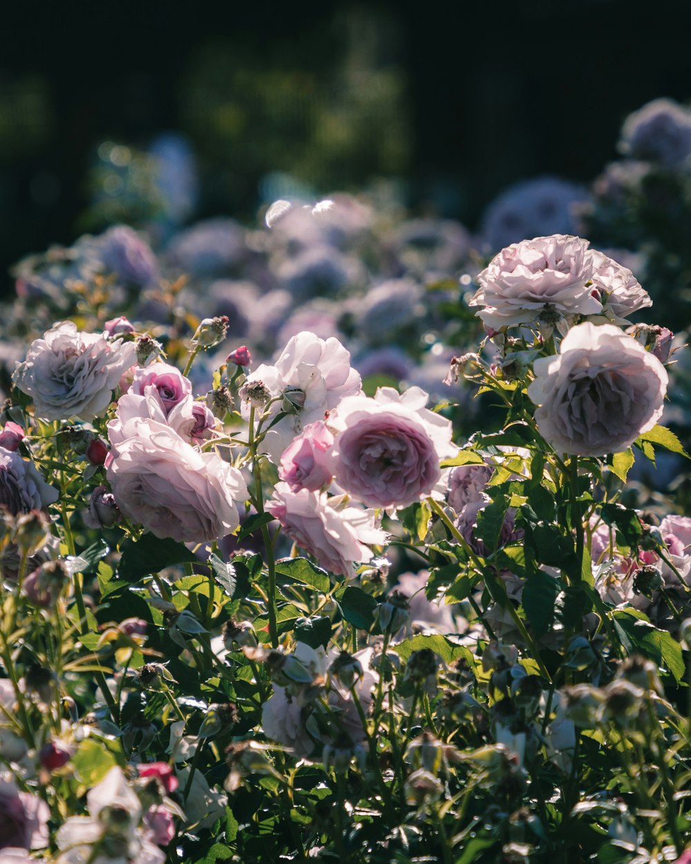 pink and white flowers in tilt shift lens