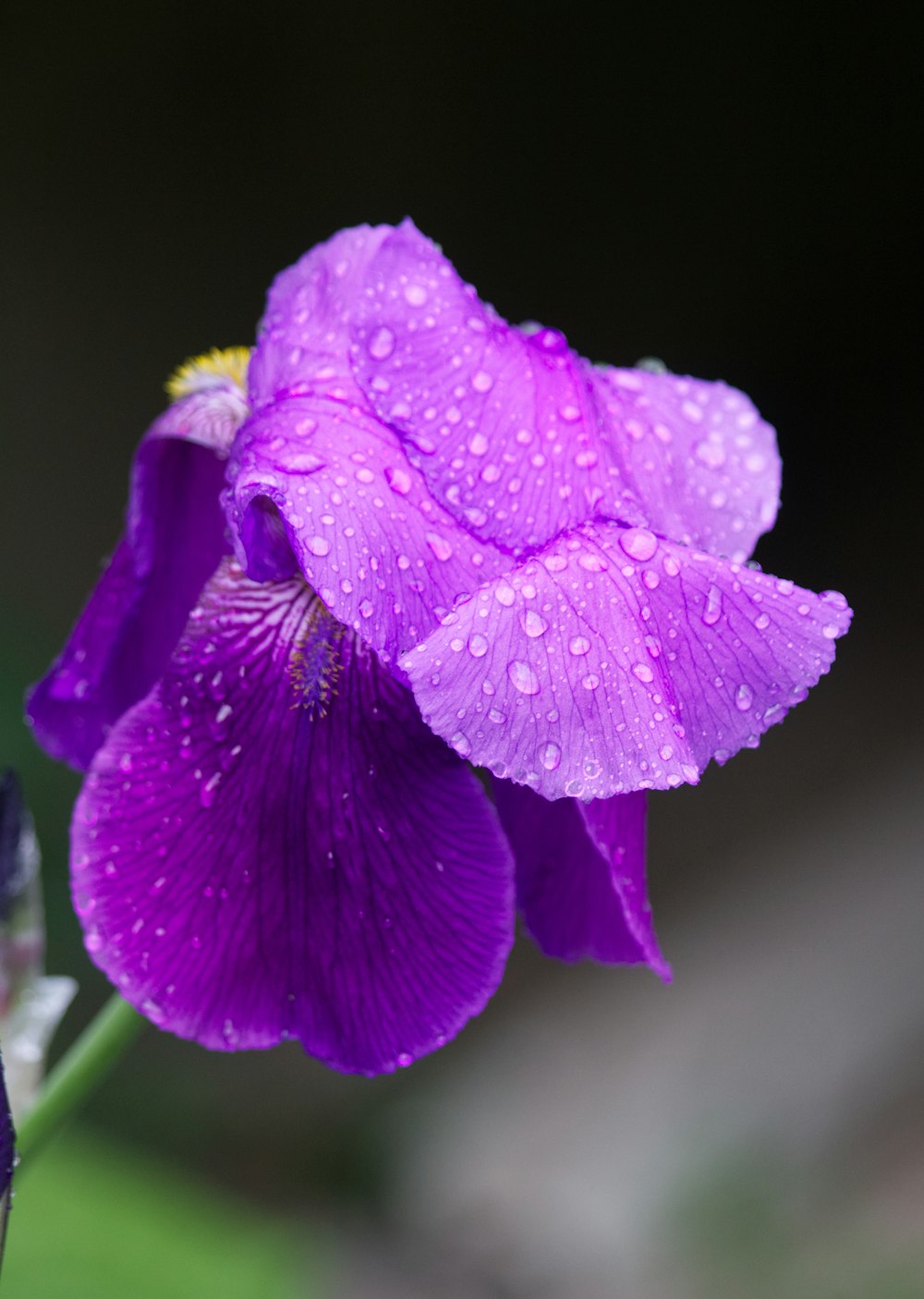 purple flower with water droplets