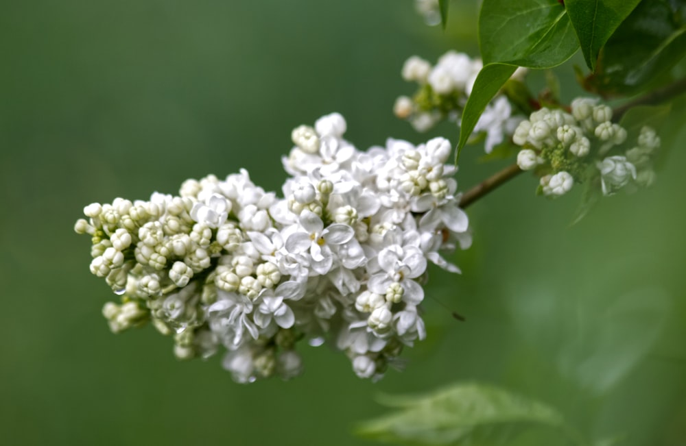 white flowers in tilt shift lens