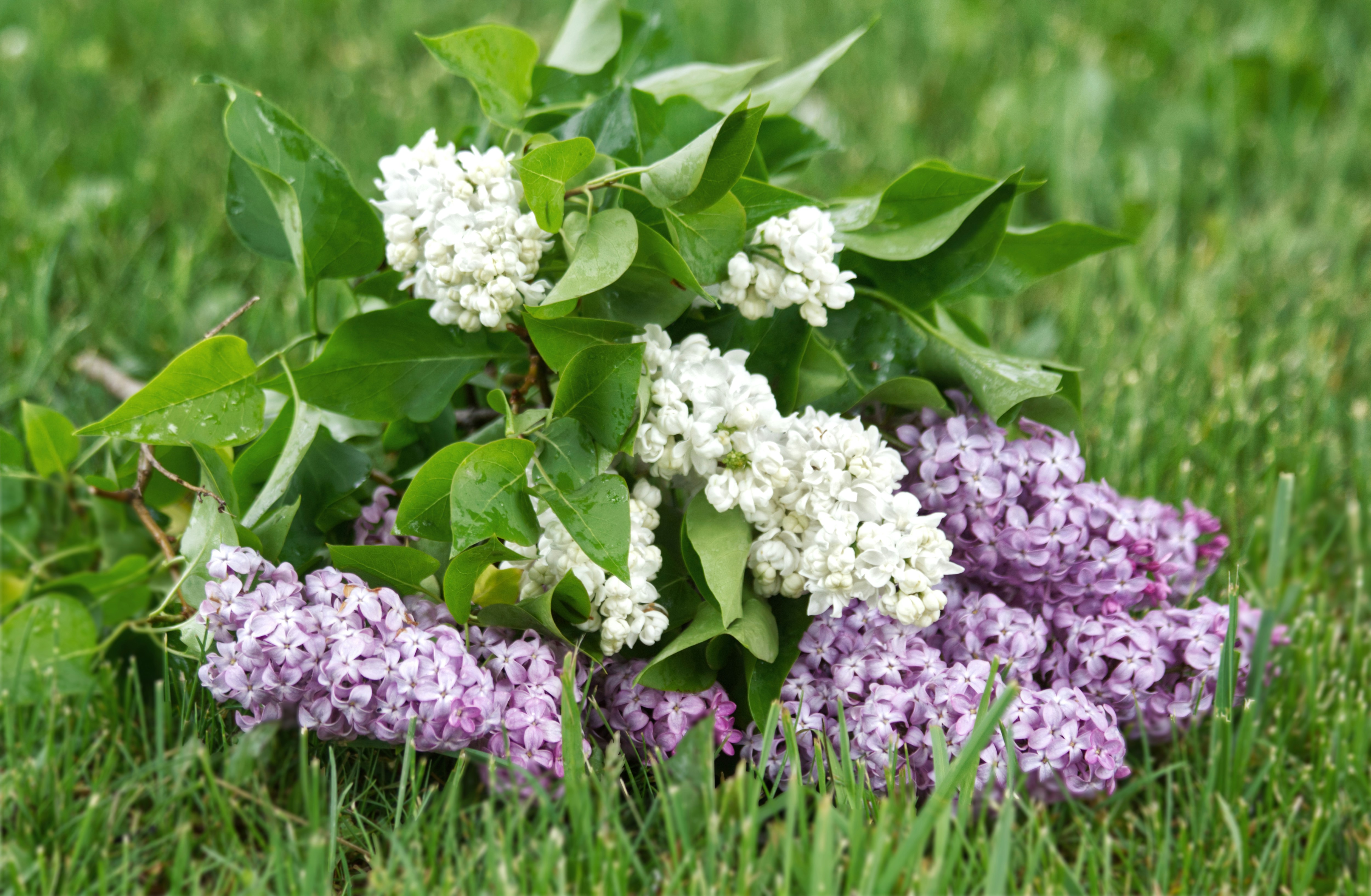 white flowers on green grass during daytime