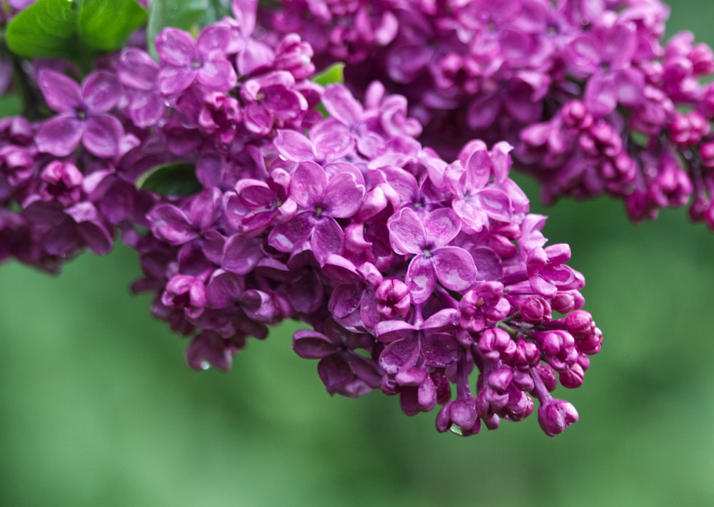 purple flower in macro lens