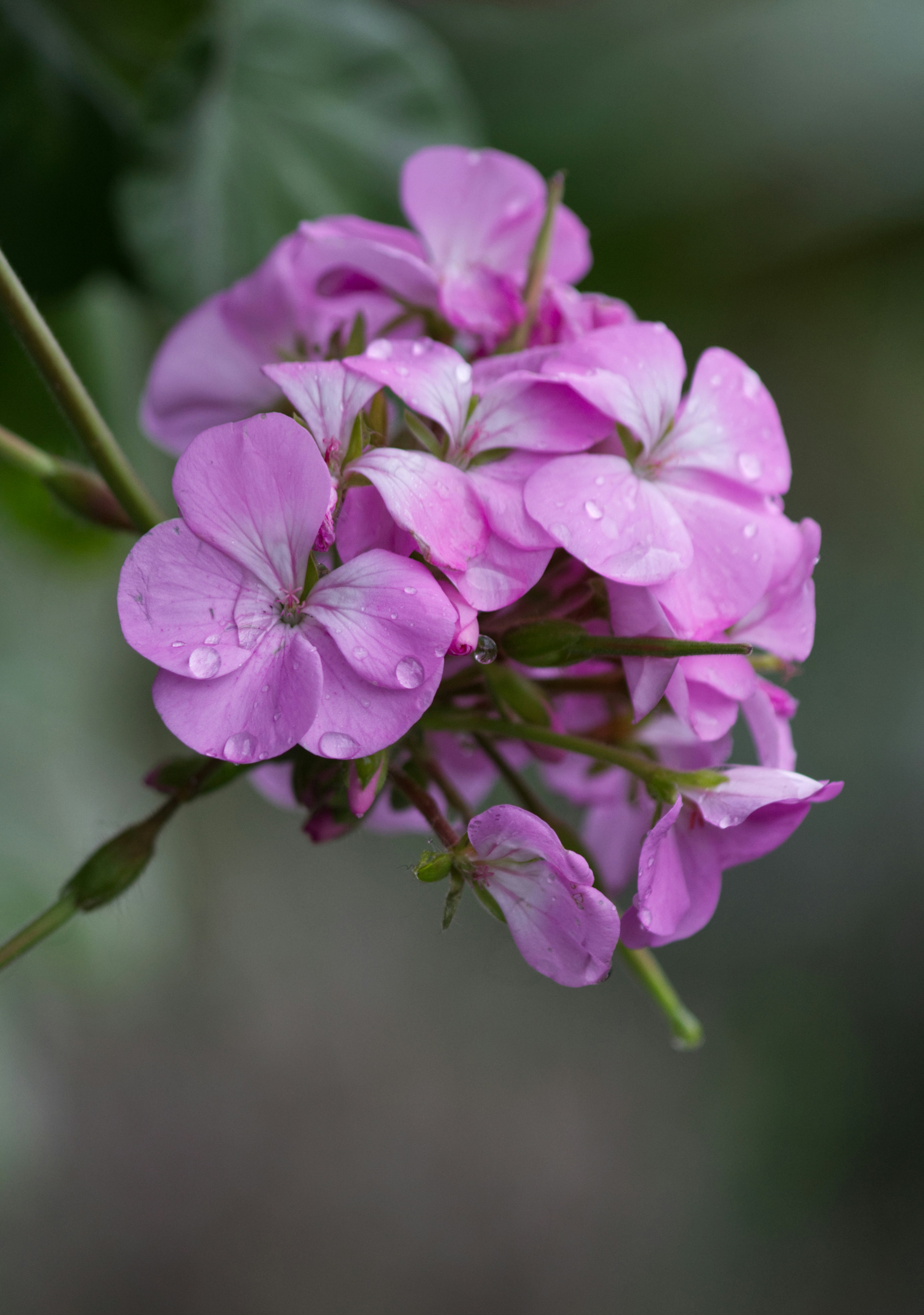 pink flowers in tilt shift lens