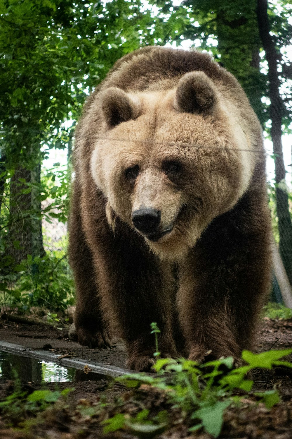 brown bear on brown wooden surface