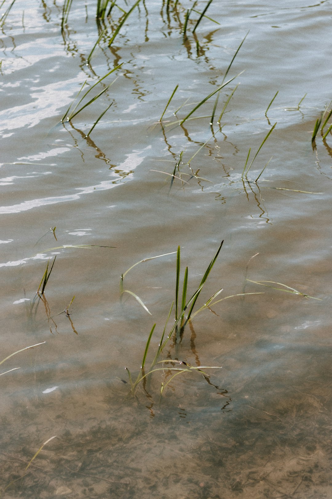 green grass on water during daytime