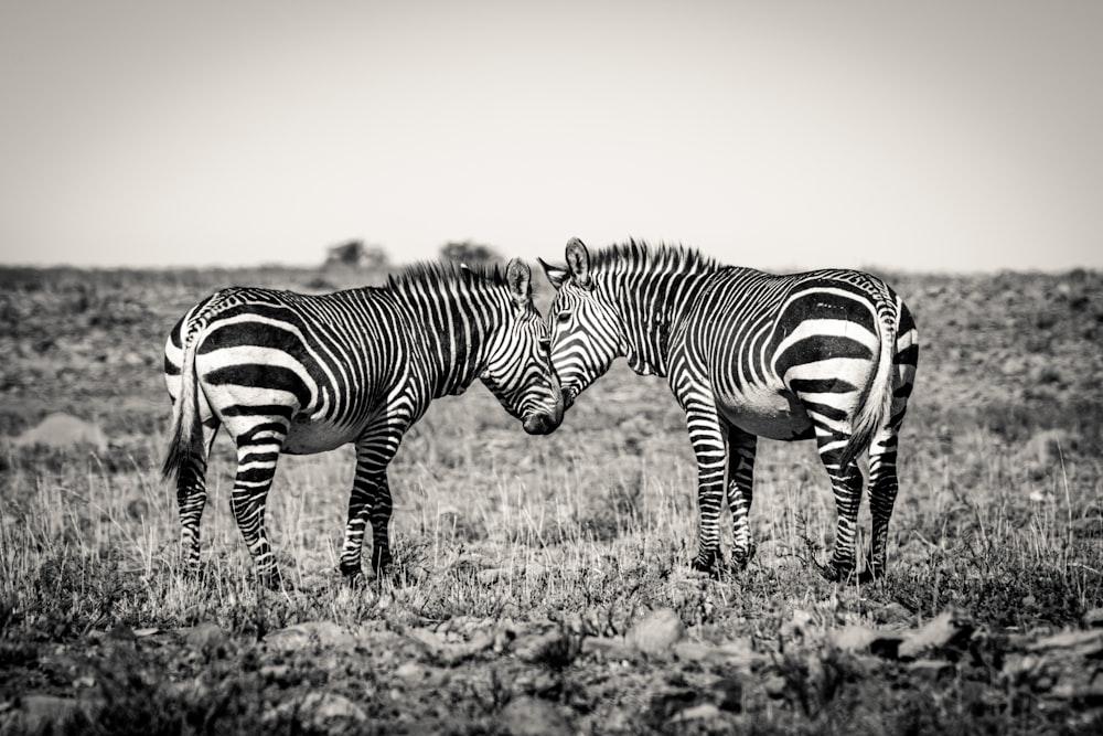 zebra no campo de grama marrom