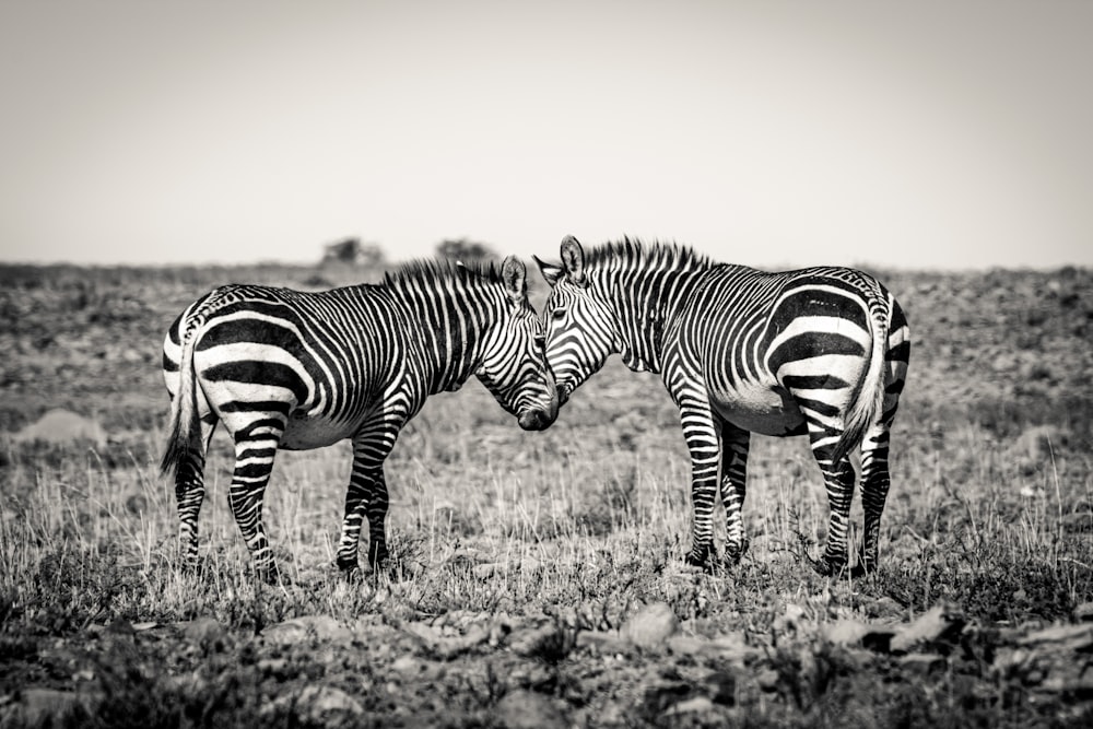 zebra on brown grass field